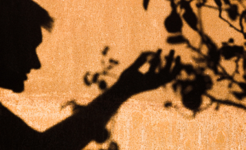 Shadow of picking fruit from tree